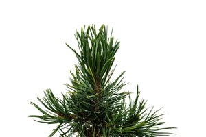 Bonsai Special | Bristlecone Pine (A9) | The Jonsteen Company