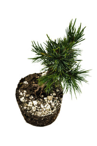 Bonsai Special | Bristlecone Pine (A9) | The Jonsteen Company