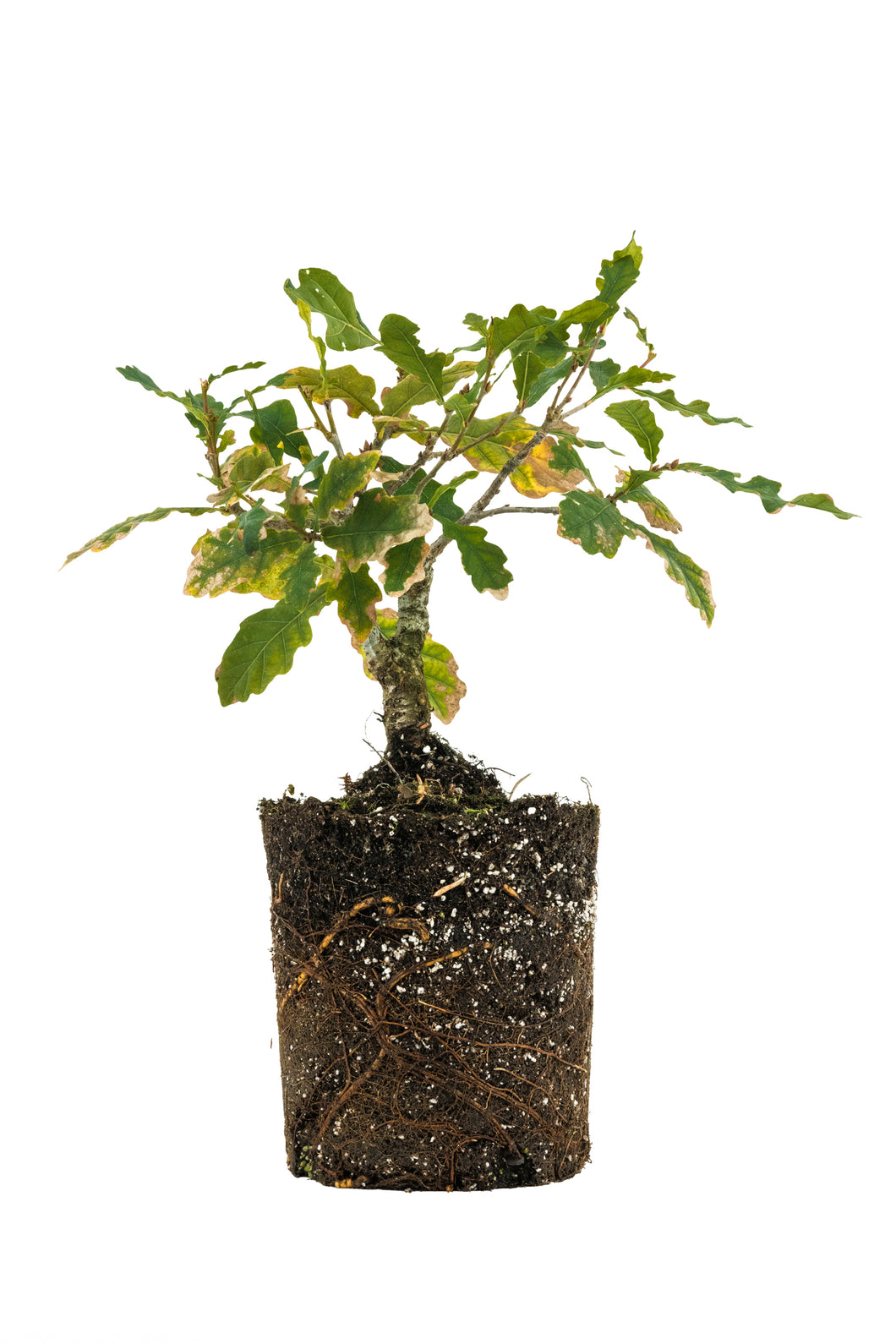 Bonsai Special | English Oak (A9)