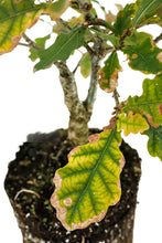 Load image into Gallery viewer, Bonsai Special | English Oak (A9)