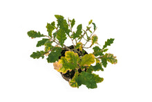 Load image into Gallery viewer, Bonsai Special | English Oak (A9)