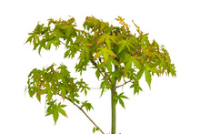 Load image into Gallery viewer, Bonsai Special | Japanese Maple (A9)