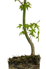 Load image into Gallery viewer, Bonsai Special | Japanese Maple (A9)