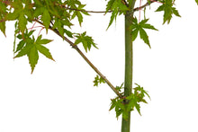 Load image into Gallery viewer, Bonsai Special | Japanese Maple (A9)
