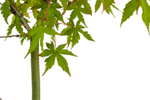 Load image into Gallery viewer, Bonsai Special | Japanese Maple (A9)