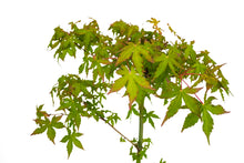 Load image into Gallery viewer, Bonsai Special | Japanese Maple (A9)