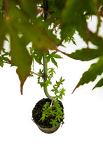 Load image into Gallery viewer, Bonsai Special | Japanese Maple (A9)