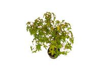 Load image into Gallery viewer, Bonsai Special | Japanese Maple (A9)