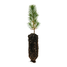 Load image into Gallery viewer, Aleppo Pine | Medium Tree Seedling | The Jonsteen Company