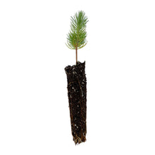 Load image into Gallery viewer, Aleppo Pine | Small Tree Seedling | The Jonsteen Company