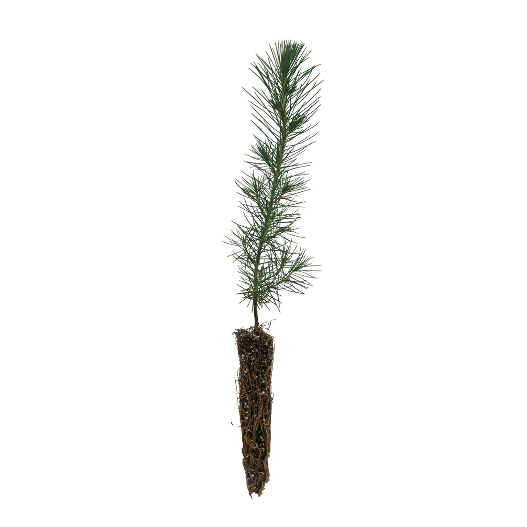 Aleppo Pine | Small Tree Seedling | The Jonsteen Company