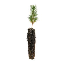 Load image into Gallery viewer, Aleppo Pine | Small Tree Seedling | The Jonsteen Company
