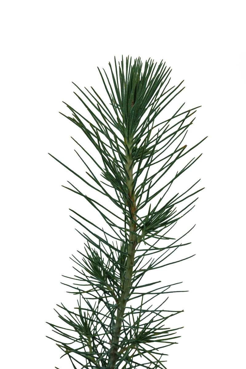 Aleppo Pine | Small Tree Seedling – SequoiaTrees.com