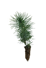 Load image into Gallery viewer, Aleppo Pine | Small Tree Seedling | The Jonsteen Company