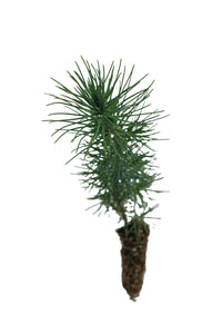 Aleppo Pine | Small Tree Seedling | The Jonsteen Company