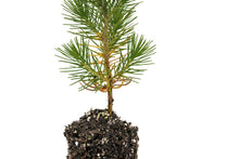 Load image into Gallery viewer, Aleppo Pine | Medium Tree Seedling | The Jonsteen Company