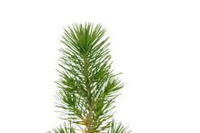 Load image into Gallery viewer, Aleppo Pine | Medium Tree Seedling | The Jonsteen Company