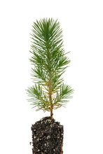 Load image into Gallery viewer, Aleppo Pine | Medium Tree Seedling | The Jonsteen Company