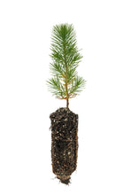 Load image into Gallery viewer, Aleppo Pine | Medium Tree Seedling | The Jonsteen Company