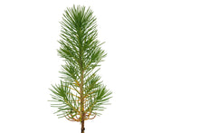 Load image into Gallery viewer, Aleppo Pine | Medium Tree Seedling | The Jonsteen Company