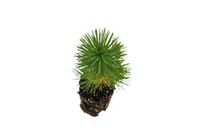 Load image into Gallery viewer, Aleppo Pine | Medium Tree Seedling | The Jonsteen Company