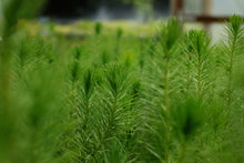 Load image into Gallery viewer, Aleppo Pine | The Jonsteen Company