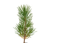 Load image into Gallery viewer, Aleppo Pine | Small Tree Seedling | The Jonsteen Company