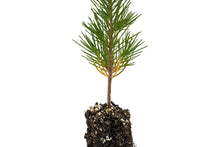 Load image into Gallery viewer, Aleppo Pine | Small Tree Seedling | The Jonsteen Company