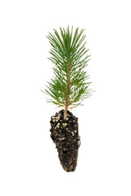 Load image into Gallery viewer, Aleppo Pine | Small Tree Seedling | The Jonsteen Company