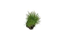Load image into Gallery viewer, Aleppo Pine | Small Tree Seedling | The Jonsteen Company