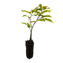 Load image into Gallery viewer, American Chestnut | Medium Tree Seedling | The Jonsteen Company