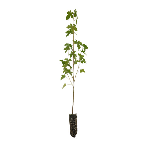 American Sweetgum | Medium Tree Seedling | The Jonsteen Company