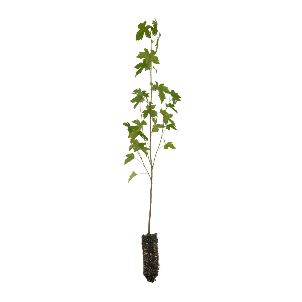 American Sweetgum | Medium Tree Seedling | The Jonsteen Company