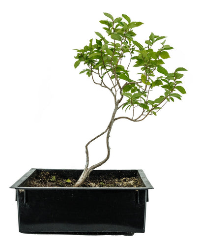 Bonsai Special | OKC Survivor Tree | American Elm (B1)