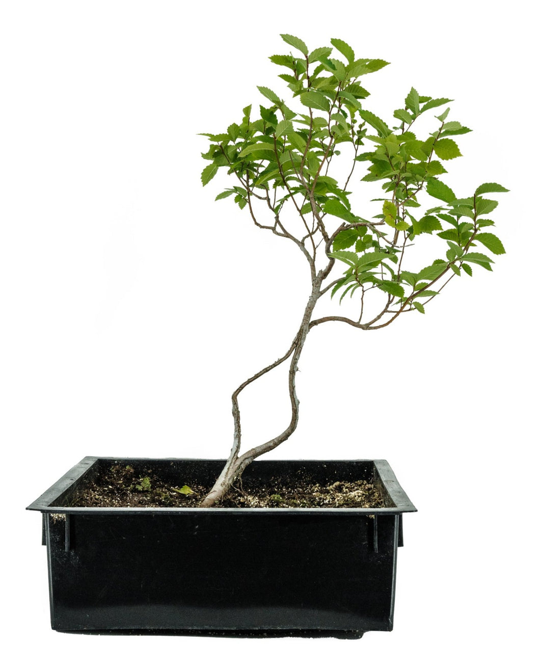 bonsai tree specialist near me Bonsai Special | OKC Survivor Tree