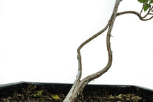 Load image into Gallery viewer, Bonsai Special | OKC Survivor Tree | American Elm (B1)