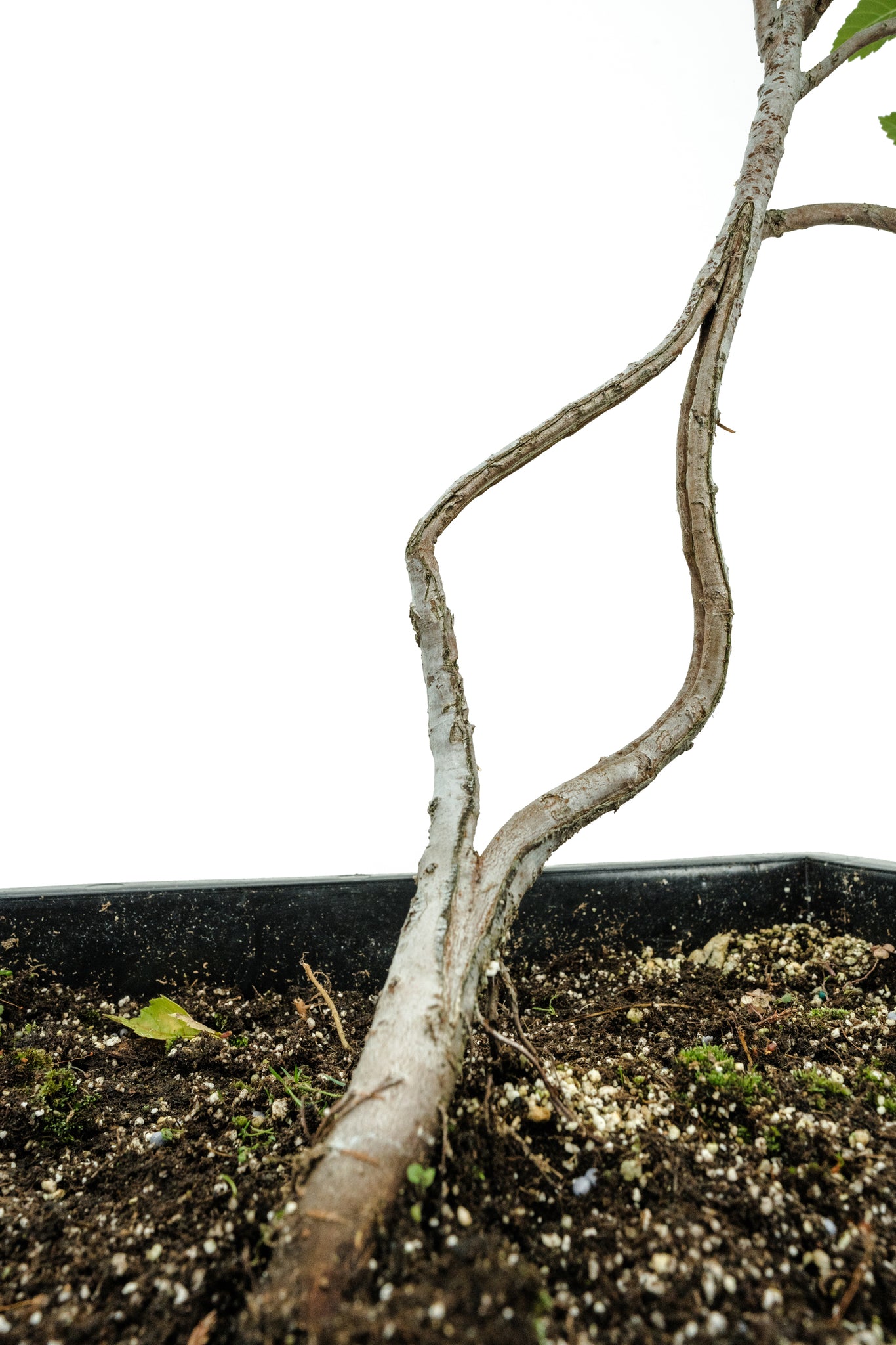 kroger bonsai tree Bonsai Special | OKC Survivor Tree
