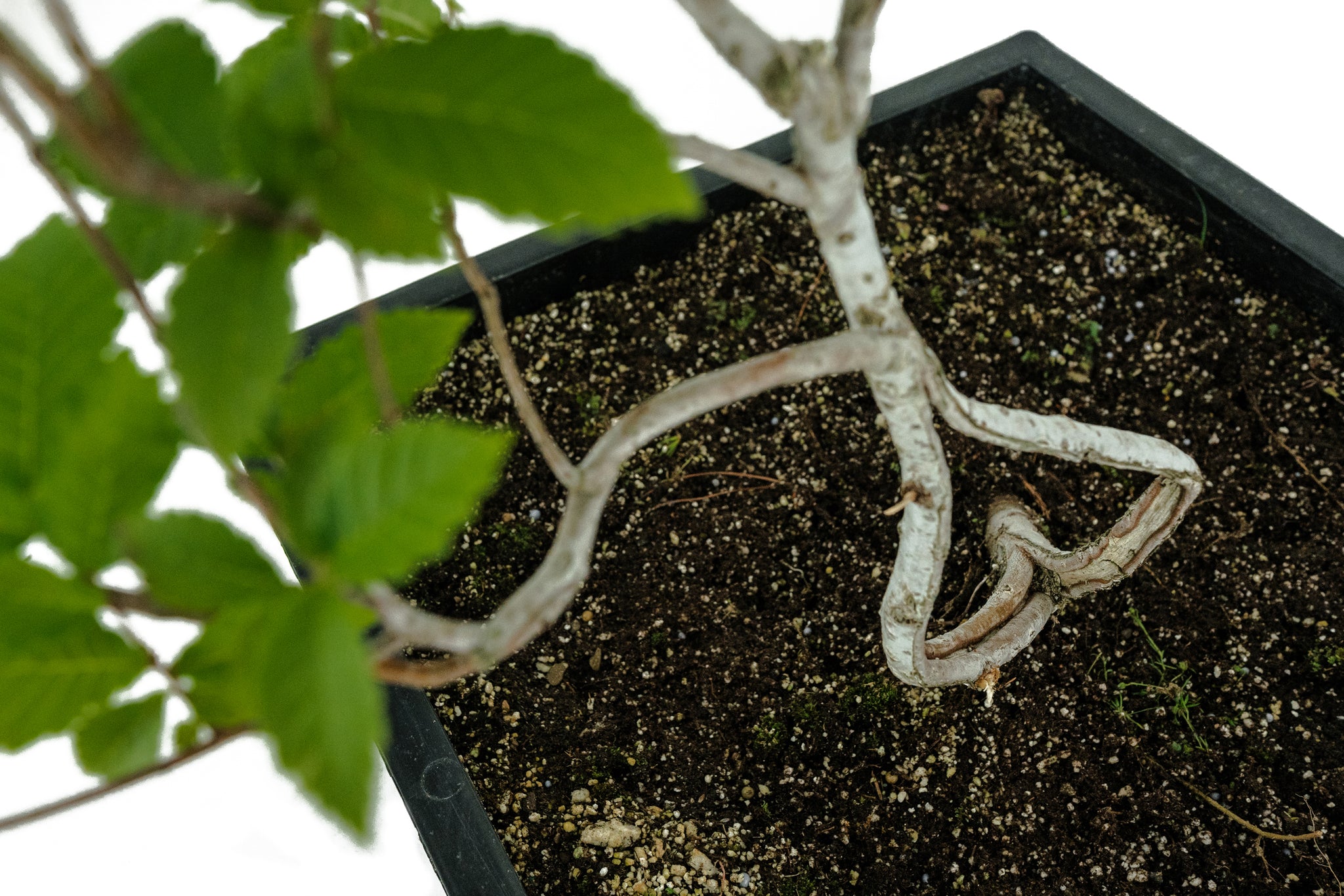 bonsai tree okc Bonsai Special | OKC Survivor Tree