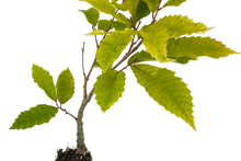 Load image into Gallery viewer, American Chestnut | Medium Tree Seedling | The Jonsteen Company