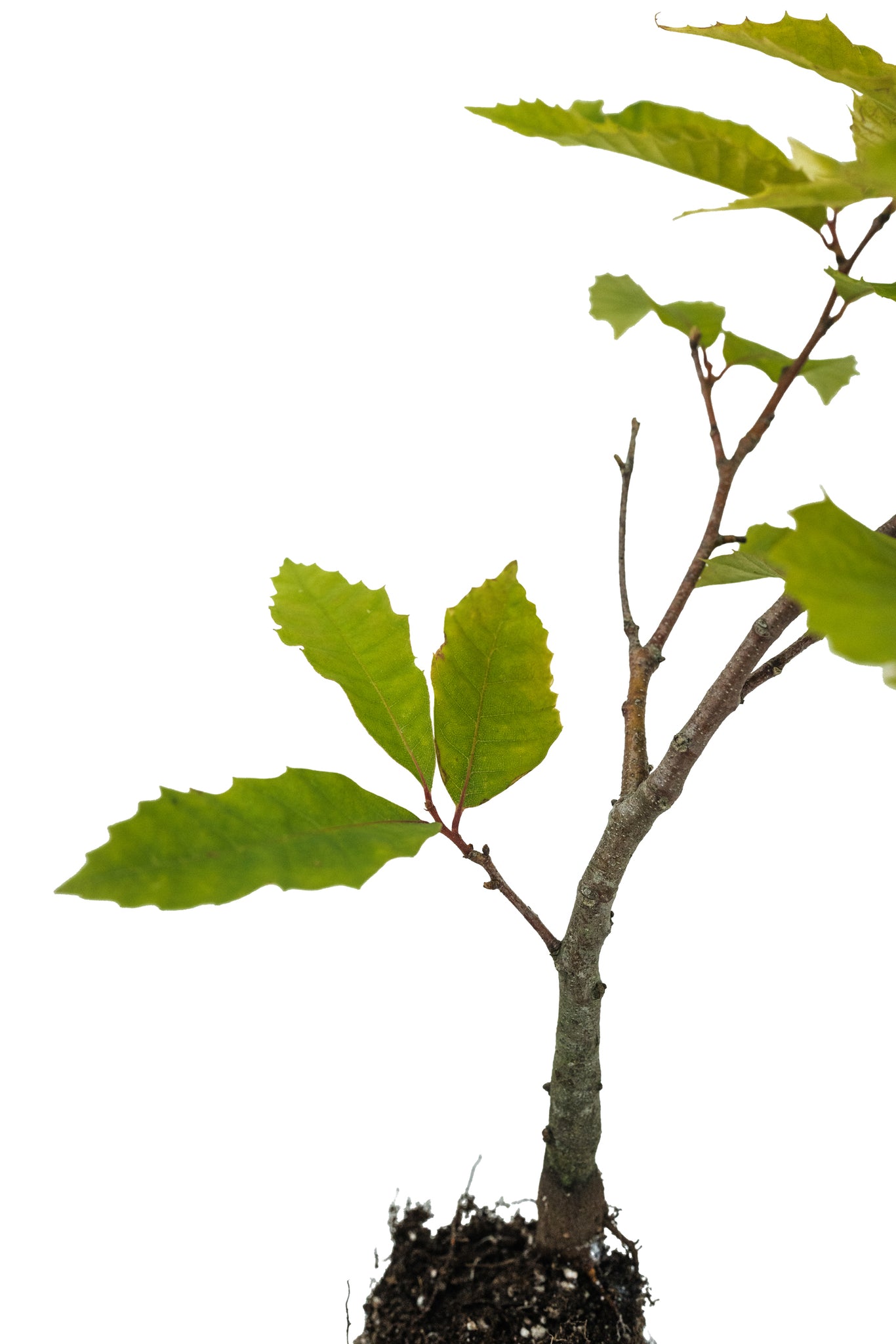 american chestnut seeds for planting American Chestnut