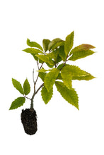 Load image into Gallery viewer, American Chestnut | Medium Tree Seedling | The Jonsteen Company