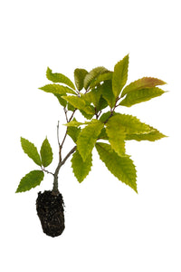 American Chestnut | Medium Tree Seedling | The Jonsteen Company