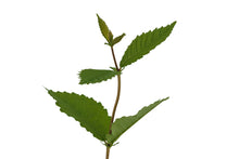 Load image into Gallery viewer, Oklahoma City Survivor Tree | Medium Tree Seedling | The Jonsteen Company