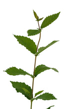 Load image into Gallery viewer, Oklahoma City Survivor Tree | Medium Tree Seedling | The Jonsteen Company