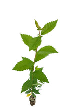 Load image into Gallery viewer, Oklahoma City Survivor Tree | Medium Tree Seedling | The Jonsteen Company