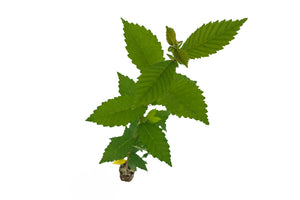 Oklahoma City Survivor Tree | Medium Tree Seedling | The Jonsteen Company