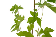 Load image into Gallery viewer, American Sweetgum | Medium Tree Seedling | The Jonsteen Company