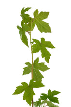 Load image into Gallery viewer, American Sweetgum | Medium Tree Seedling | The Jonsteen Company
