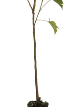 Load image into Gallery viewer, American Sweetgum | Medium Tree Seedling | The Jonsteen Company