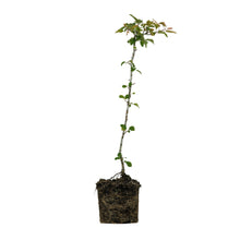 Load image into Gallery viewer, Antonovka Apple | Large Tree Seedling | The Jonsteen Company